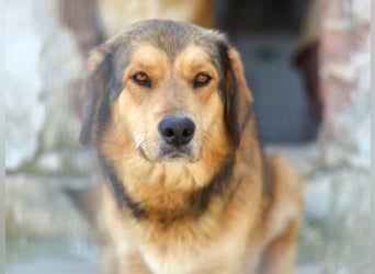 Lina Mischlingshündin ca. 3 Jahre alt in Griechenland