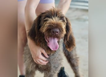 Alfi Drahthaarmischling Rüde ca. 3, 9 Jahre alt in Griechenland