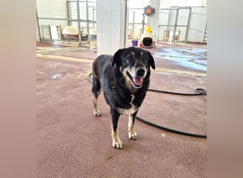 Liza Mischlingshündin ca. 11 Jahre alt in Griechenland