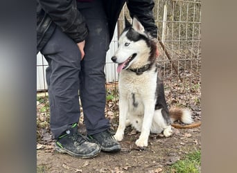 Mochikan lieber Husky Rüde ca. 4,5 Jahre alt in Ungarn