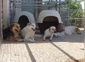 Anakin Hirtenhundmix Rüde ca. 3,5 Jahre alt  in Griechenland