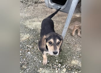 Frieda Mischlingshündin ca. 6,5 Monate alt in Griechenland