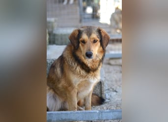 Lina Mischlingshündin ca. 3 Jahre alt in Griechenland