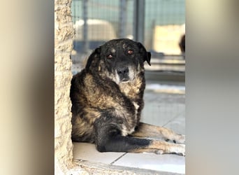Liza Mischlingshündin ca. 11  Jahre alt in Griechenland