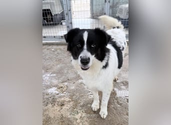 Katja Mischlingshündin ca. 1,7 Jahre alt in Griechenland