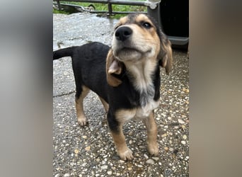 Frieda Mischlingshündin ca. 6,5 Monate alt in Griechenland