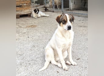 Lieschen Mischlingshündin ca. 2 Jahre alt in Griechenland