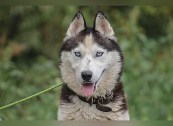 Mochikan lieber Husky Rüde ca. 4,5 Jahre alt in Ungarn