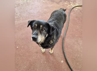 Liza Mischlingshündin ca. 11 Jahre alt in Griechenland