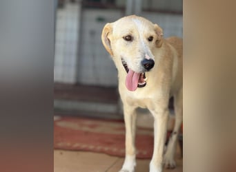 Fluffy Mischlingsrüde ca. 1 Jahr alt in Griechenland