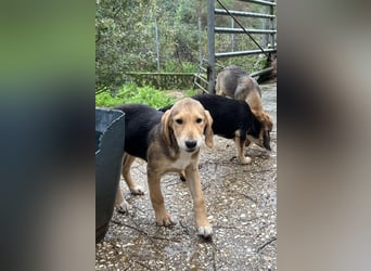 Maya Mischlingshündin ca. 8 Monate alt in Griechenland