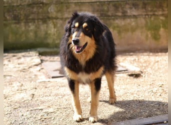 Lisa Mischlingshündin ca. 2,5 Jahre alt in Griechenland