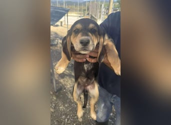 Frieda Mischlingshündin ca. 6,5 Monate alt in Griechenland