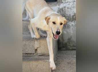 Fluffy Mischlingsrüde ca. 1 Jahr alt in Griechenland