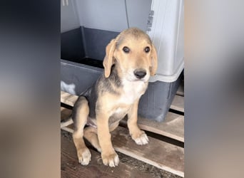 Maya Mischlingshündin ca. 8 Monate alt in Griechenland