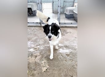 Katja Mischlingshündin ca. 1,7 Jahre alt in Griechenland