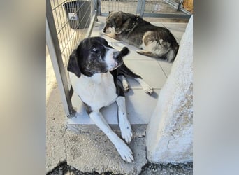 Liza Mischlingshündin ca. 11  Jahre alt in Griechenland