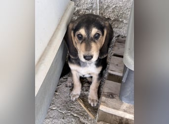 Frieda Mischlingshündin ca. 6,5 Monate alt in Griechenland