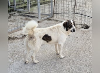 Lexa Mischlingshündin ca. 2  Jahre alt in Griechenland