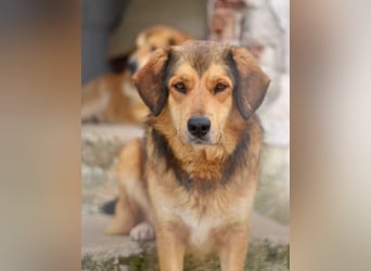 Lina Mischlingshündin ca. 3 Jahre alt in Griechenland