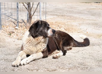 Ava Mischlingshündin ca. 5 Jahre alt in Griechenland