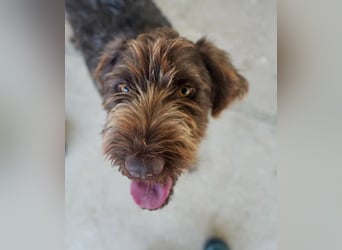 Alfi Drahthaarmischling Rüde ca. 3, 9 Jahre alt in Griechenland