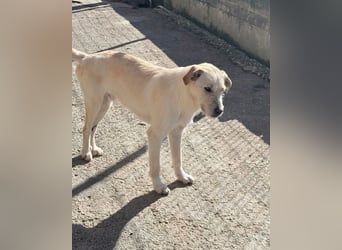 Fluffy Mischlingsrüde ca. 1 Jahr alt in Griechenland