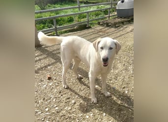 Dimi Mischlingsrüde ca. 4 Jahre alt in Griechenland