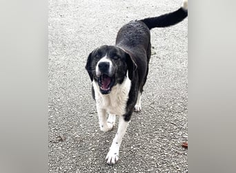 Ava Mischlingshündin ca. 5 Jahre alt in Griechenland