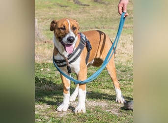 Bruti SI - sehr aktiv, freundlich