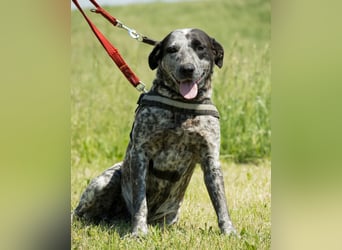 Vanda SI - liebt Hunde und Kinder