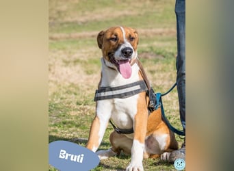 Bruti SI - sehr aktiv, freundlich