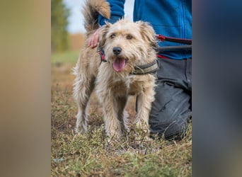 Dexter SI kinderlieb, verschmust, leinenführig
