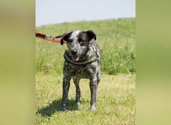 Vanda SI - liebt Hunde und Kinder