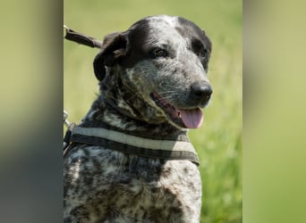 Vanda SI - liebt Hunde und Kinder