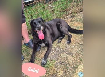 Csini  SI - verträglich, sehr lieb, unkompliziert