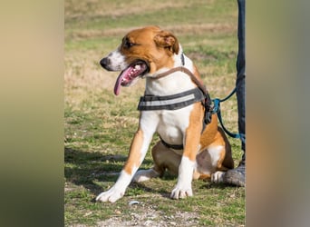 Bruti SI - sehr aktiv, freundlich