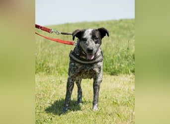 Vanda SI - liebt Hunde und Kinder