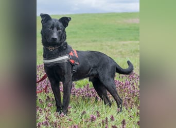 Noel SI - fröhlich und verspielt