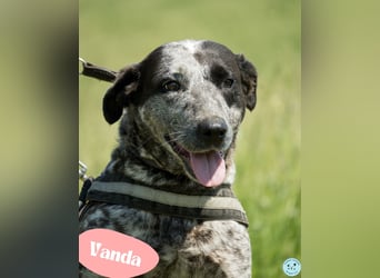 Vanda - sanft, ruhig, verträglich