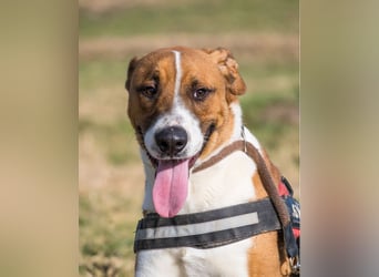 Bruti SI - sehr aktiv, freundlich