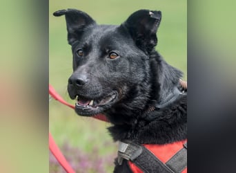 Noel SI - fröhlich und verspielt