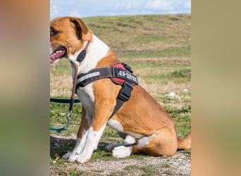 Bruti SI - sehr aktiv, freundlich