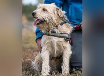 Dexter SI kinderlieb, verschmust, leinenführig