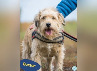 Dexter SI kinderlieb, verschmust, leinenführig