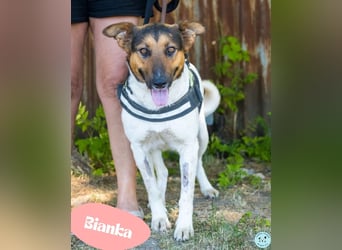 Bianka - verträglich, verschmust