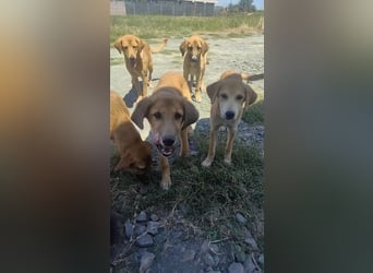 Rolo – Team Luana