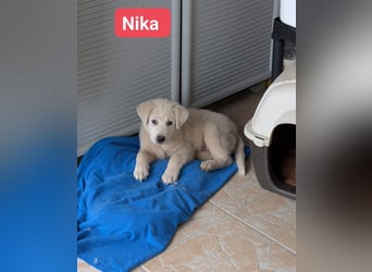 Nika