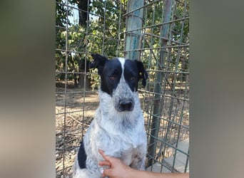 ♥NELIA♥ hübsche, weiß gepunktete, süße Hündin mit einem sensiblen, zurückhaltenden Wesen 56 cm