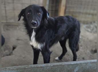 ♥MAURILIO♥ zuckersüßer, sanfter, noch vorsichtiger Rüde, der schon 3 Jahre im Tierheim lebt 55 cm